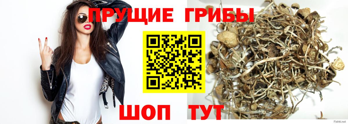 купить наркотики сайты  Псилоцибиновые грибы ЛСД  Вход с VPN  Орск 